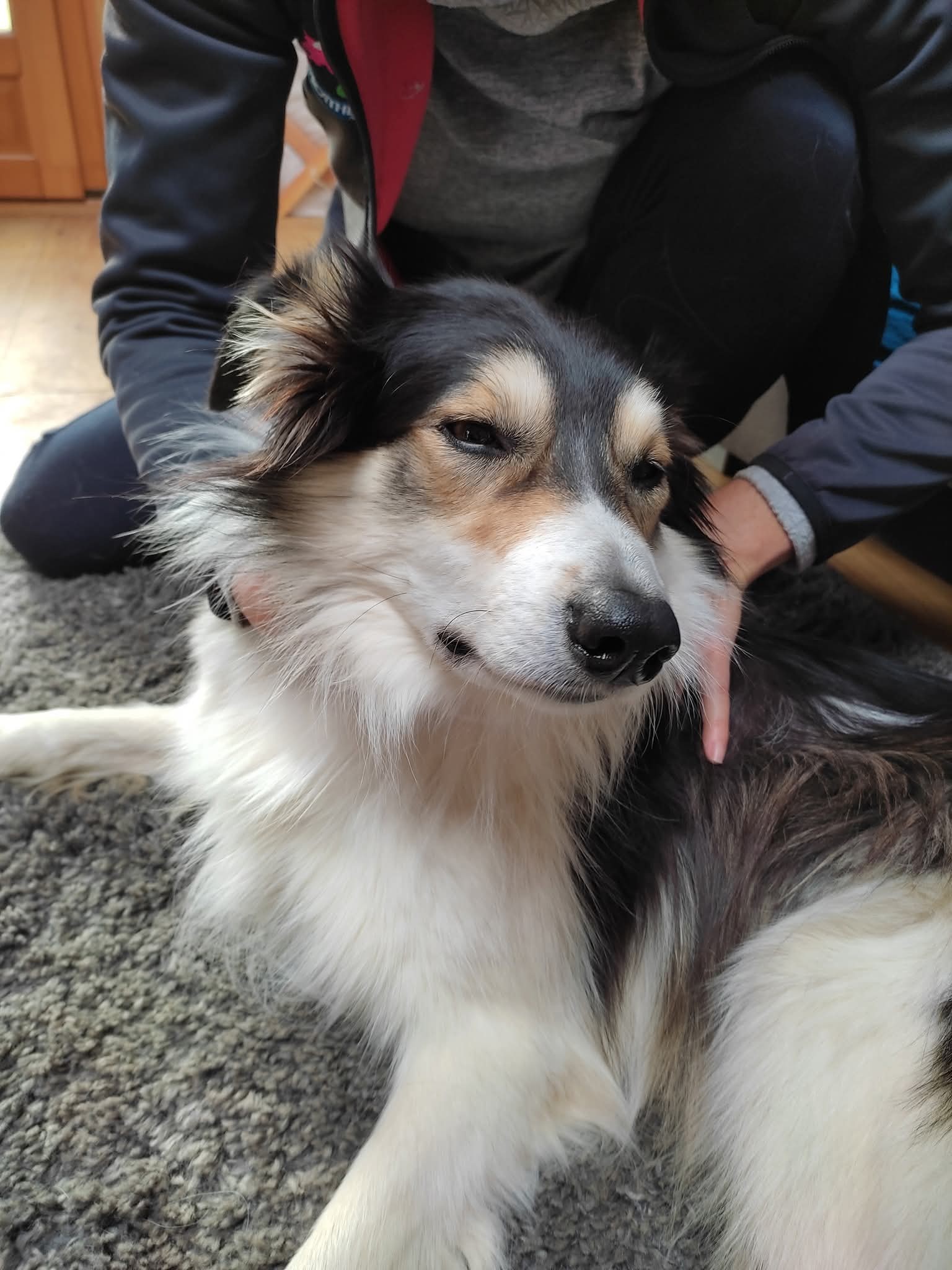 Consultation canine au cabinet